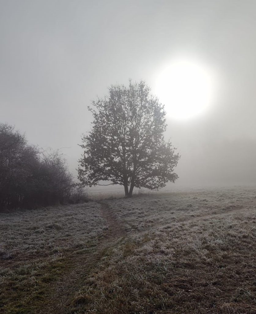tree
