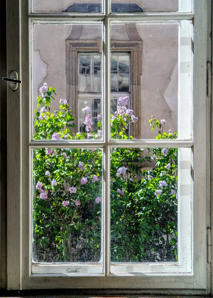 lilac 2