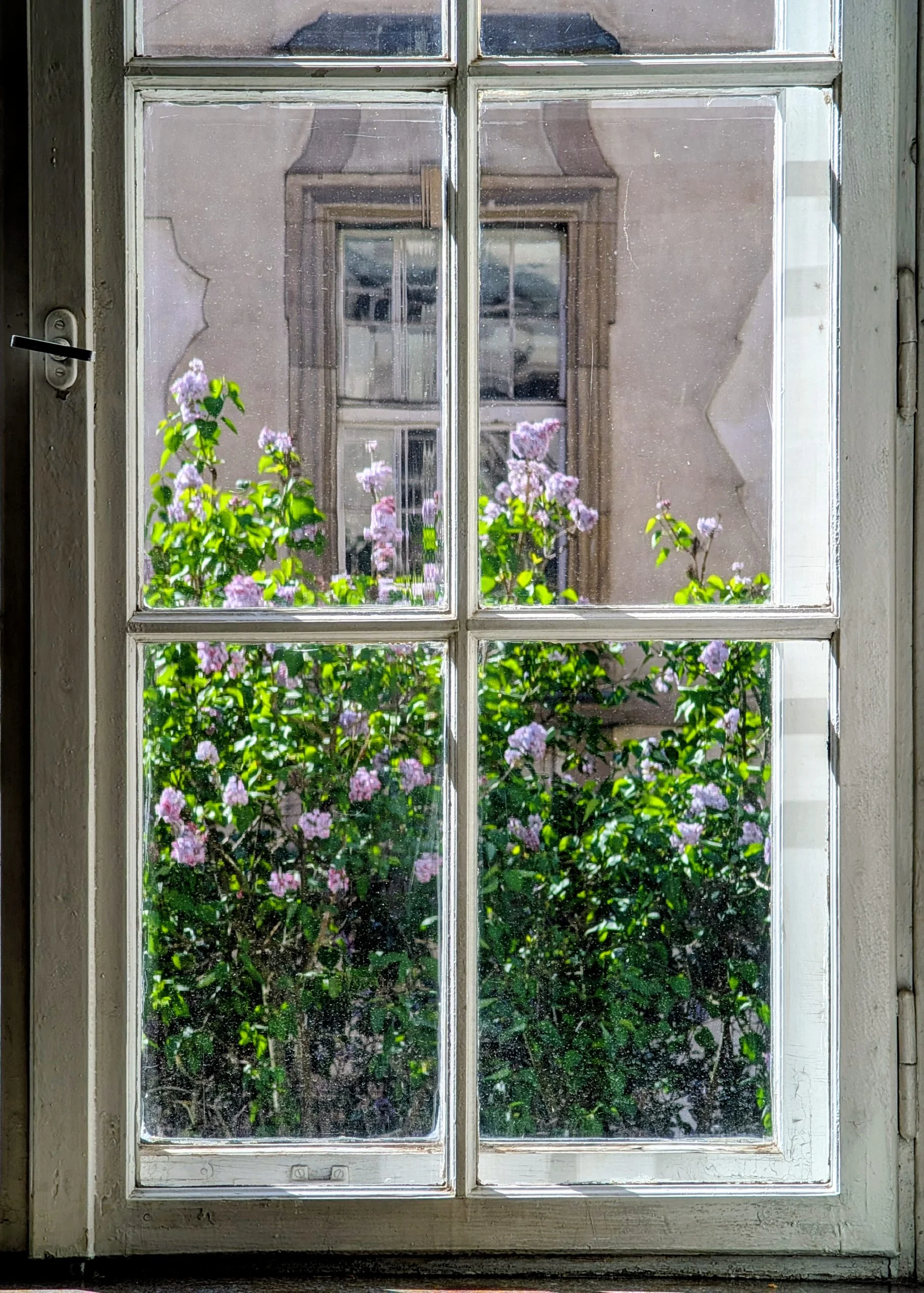 lilac